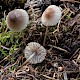 Mycena filopes