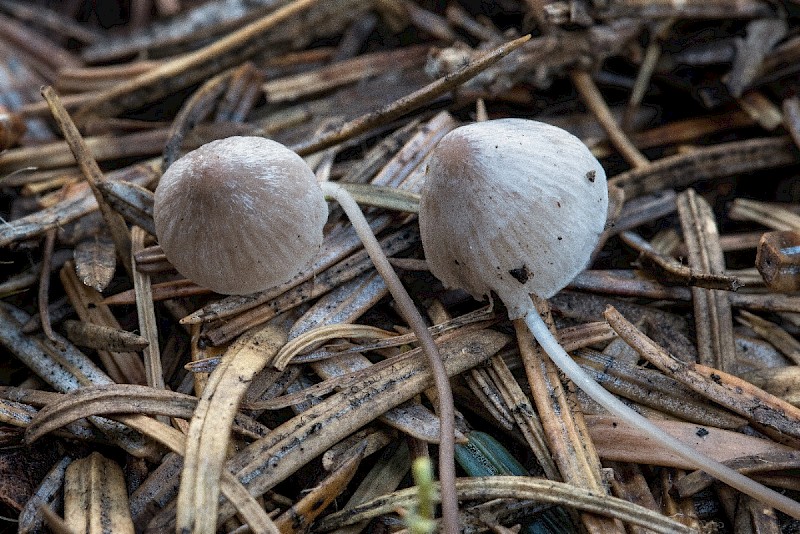 Mycena filopes - © Charles Hipkin