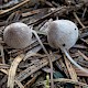 Mycena filopes