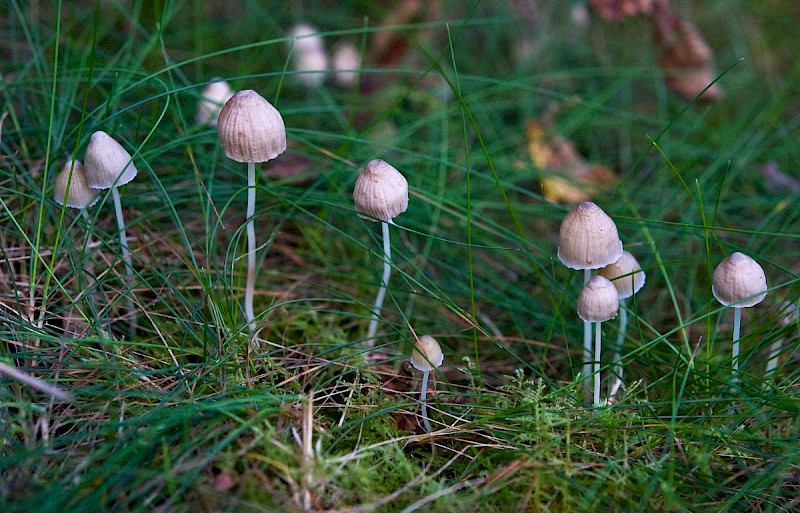 Mycena filopes - © Charles Hipkin