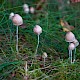 Mycena filopes