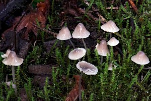 Mycena flavescens 