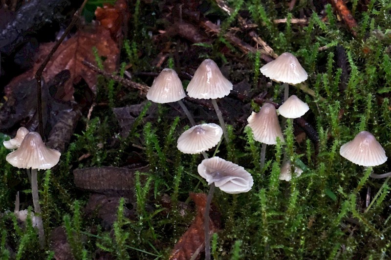 Mycena flavescens - © Charles Hipkin