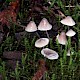 Mycena flavescens