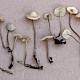 Mycena flavescens