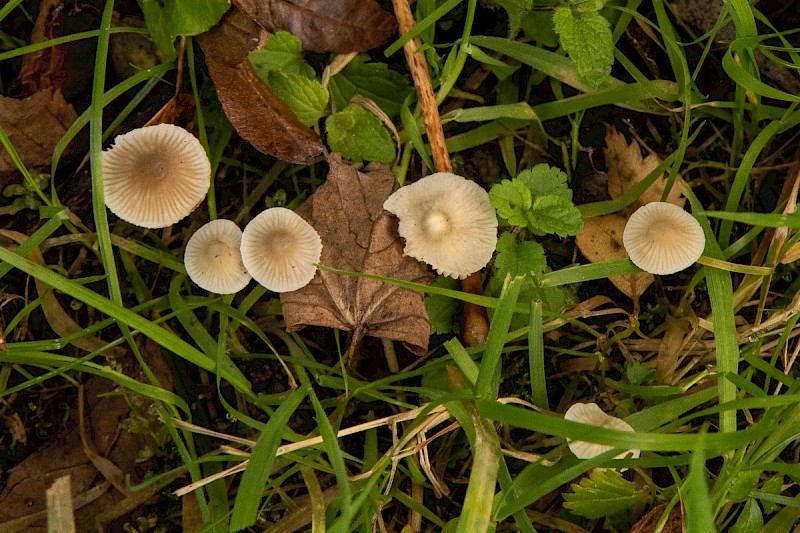 Mycena flavescens - © Charles Hipkin