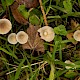 Mycena flavescens