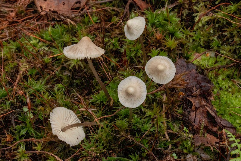 Mycena flavescens - © Charles Hipkin