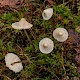 Mycena flavescens