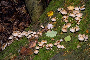 Mycena galericulata Common Bonnet