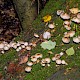 Mycena galericulata