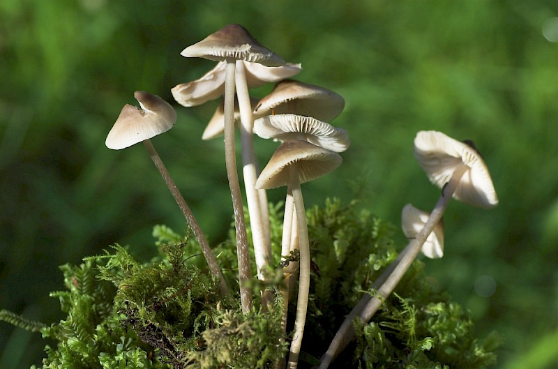 Mycena galericulata - © Charles Hipkin