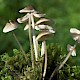 Mycena galericulata