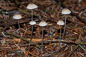 Mycena galopus 