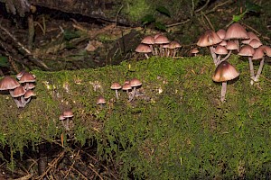 Mycena haematopus Burgundydrop Bonnet