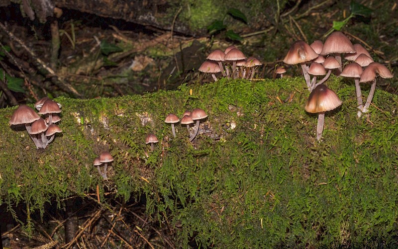 Mycena haematopus - © Charles Hipkin