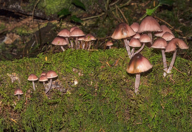 Mycena haematopus - © Charles Hipkin