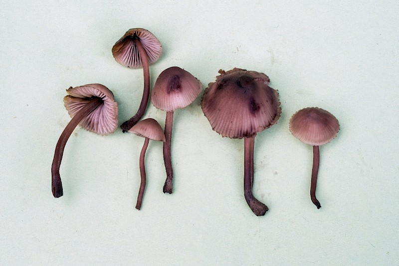 Mycena haematopus - © Charles Hipkin