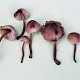 Mycena haematopus