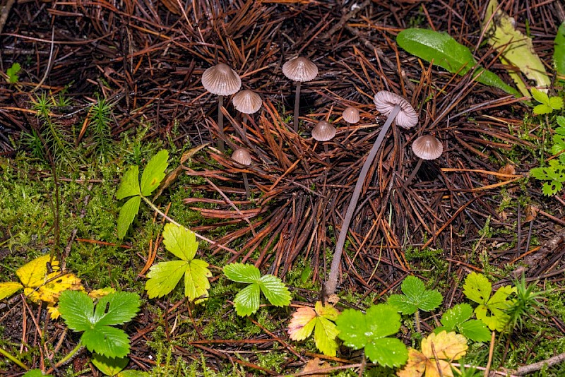 Mycena leptocephala - © Charles Hipkin