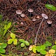 Mycena leptocephala