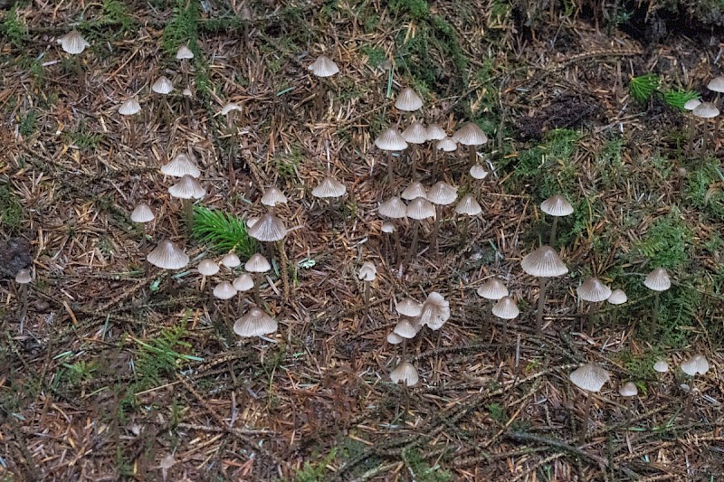 Mycena leptocephala - © Charles Hipkin