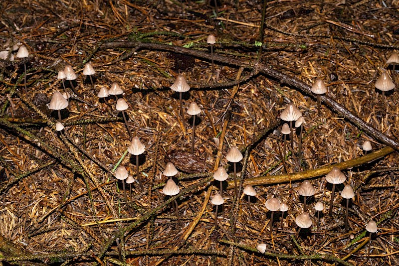 Mycena leptocephala - © Charles Hipkin