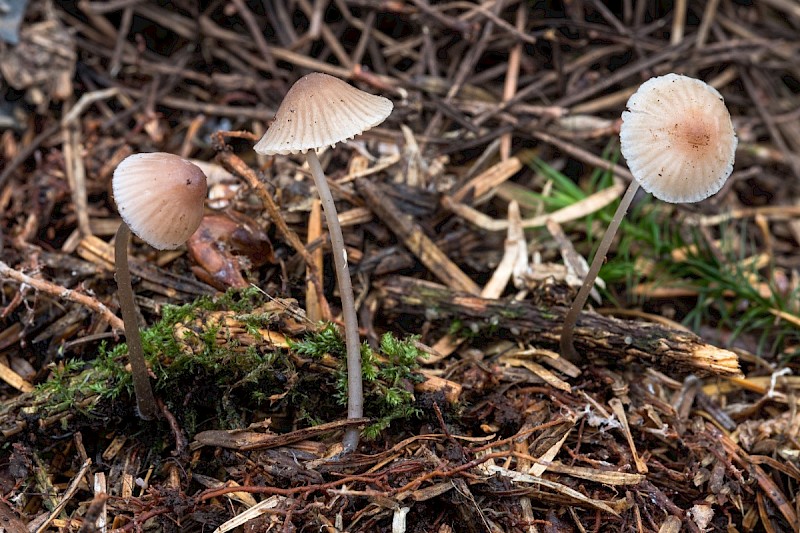 Mycena metata - © Charles Hipkin