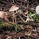 Mycena metata