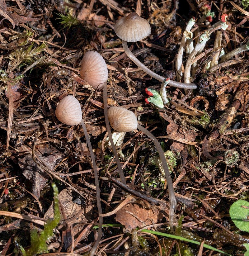 Mycena metata - © Charles Hipkin