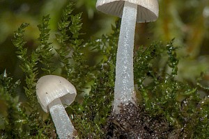 Mycena olida Rancid Bonnet