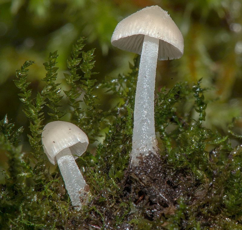 Mycena olida - © Charles Hipkin