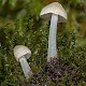 Mycena olida