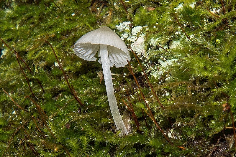 Mycena olida - © Charles Hipkin