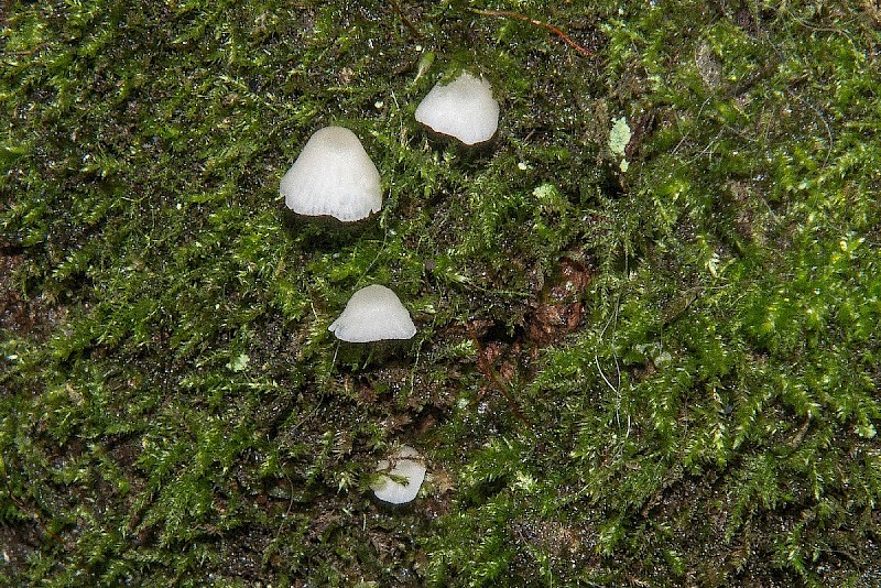 Mycena olida - © Charles Hipkin