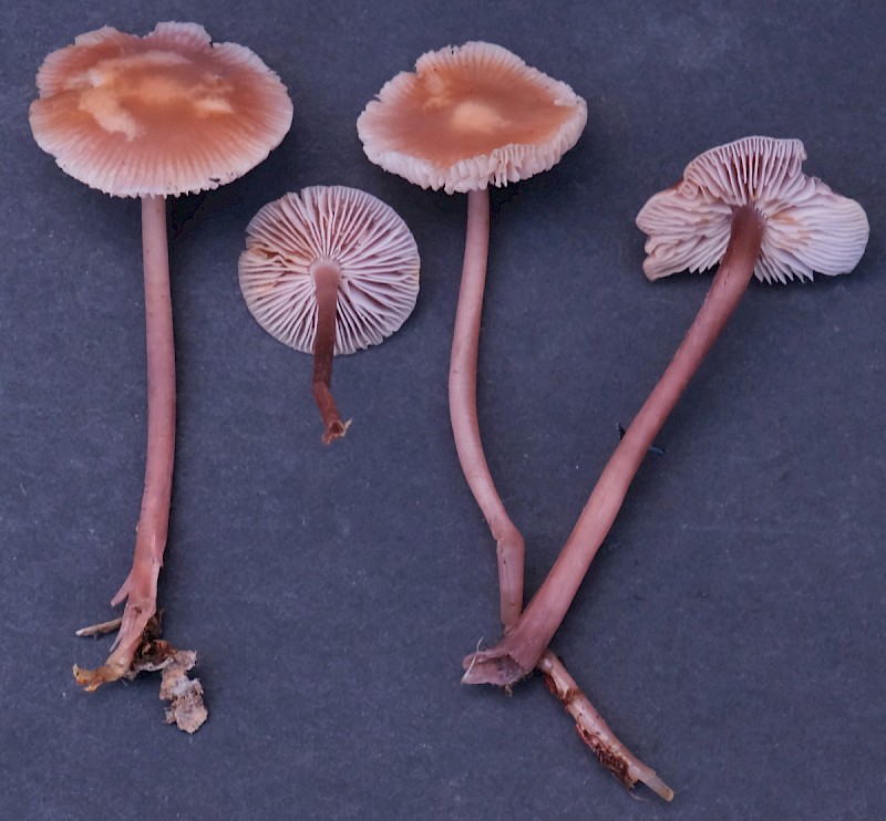 Mycena pearsoniana - © Charles Hipkin