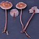 Mycena pearsoniana