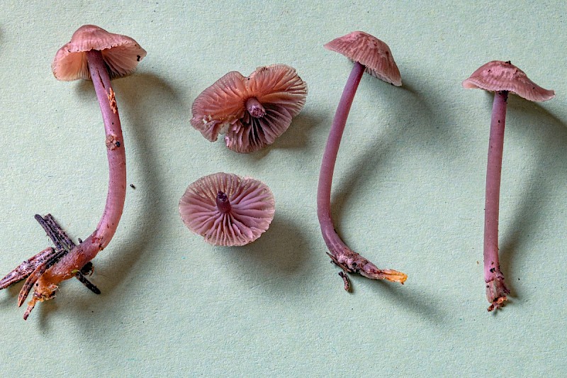 Mycena pearsoniana - © Charles Hipkin