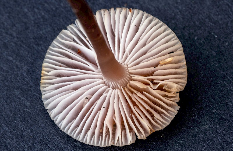 Mycena pearsoniana - © Charles Hipkin