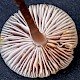 Mycena pearsoniana