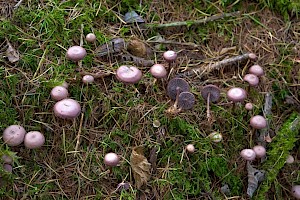 Mycena pelianthina 