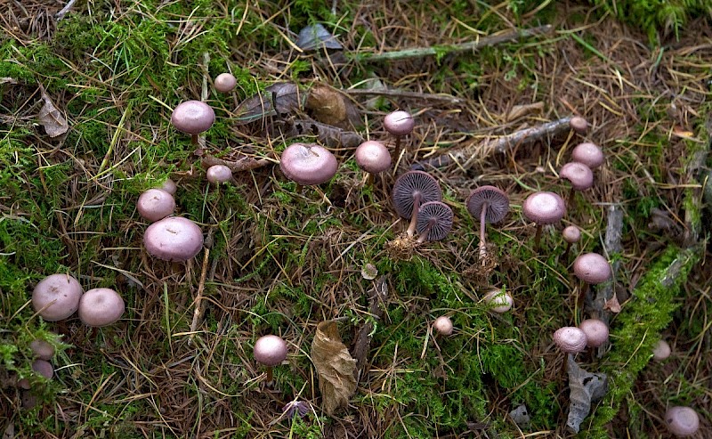 Mycena pelianthina - © Charles Hipkin