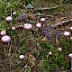 Mycena pelianthina