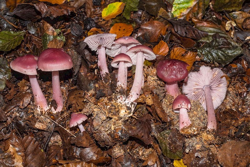 Mycena pura - © Charles Hipkin