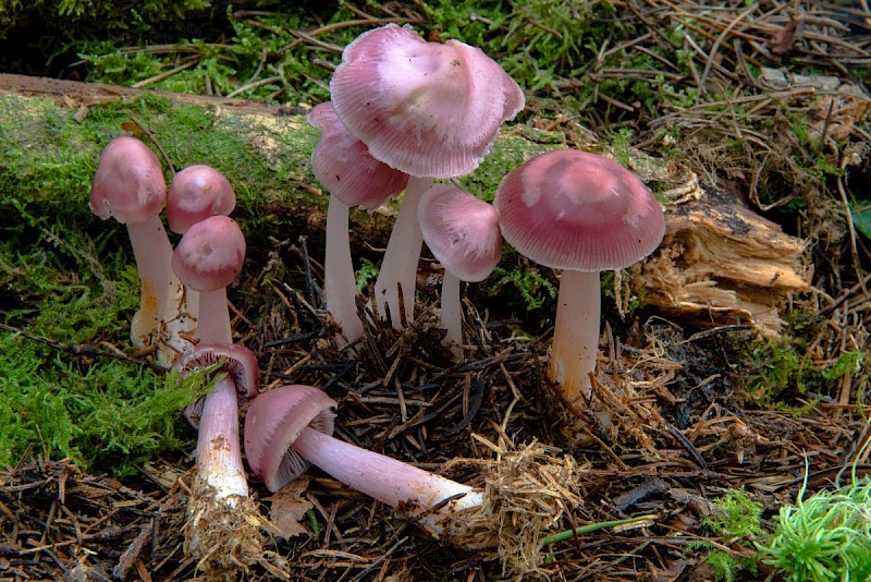 Mycena pura - © Charles Hipkin