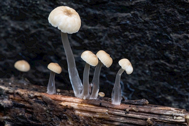 Mycena rorida - © Charles Hipkin