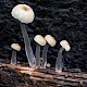 Mycena rorida