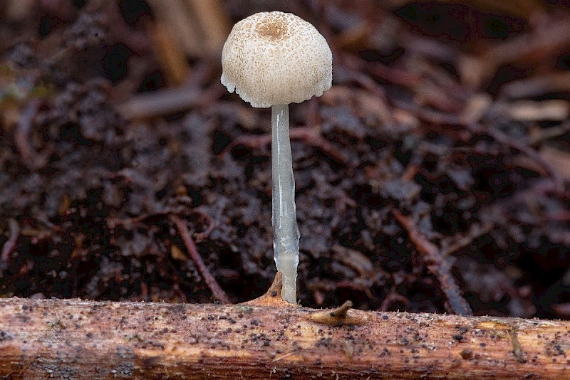 Mycena rorida - © Charles Hipkin