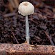 Mycena rorida