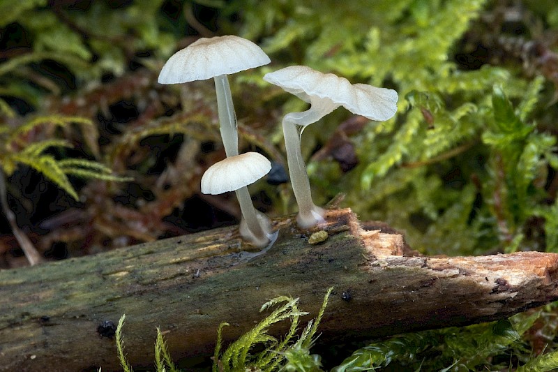 Mycena rorida - © Charles Hipkin